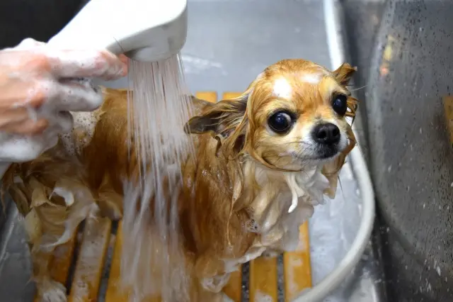 シャンプーする犬